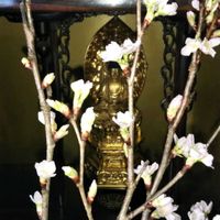 切り花達,さくら サクラ 桜,家庭菜園の画像