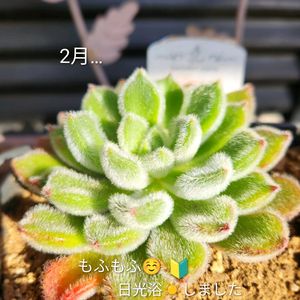 セダム,エケベリア,オーロラ,セトーサ,シュウレイの画像