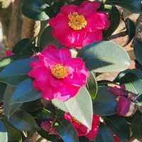 サザンカ,サザンカの画像