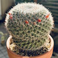 サボテン,多肉植物,鉢植え,ダイソー,ネコ好きの画像