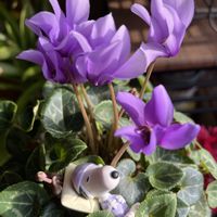 ガーベラ,シクラメン,平和を願う☆,毎月2日はスヌーピーの日,いつまでも友達でいよう♡の画像