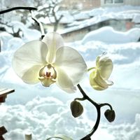 胡蝶蘭,寒さに弱い,ラン科,多年草,着生ランの画像