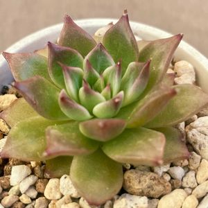 ダイヤモンドドラゴン,多肉植物,エケベリア属,多肉中毒,エケベリア女子の画像