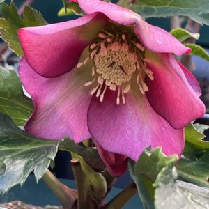 クリスマスローズ,原種系 スイセン,やっと咲いた〜♡,いただきもの,小さな庭の画像