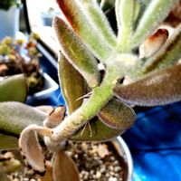 月兎耳,多肉植物の画像