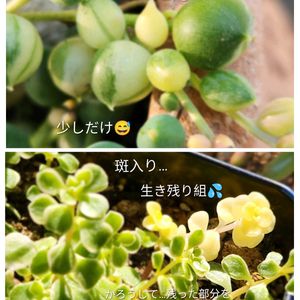 斑入りグリーンネックレス,番外編　♪♪,軒下,野鳥,自宅にての画像