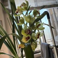 シンビジウムの画像