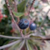 シャリンバイの画像