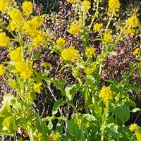 菜の花,菜の花の画像