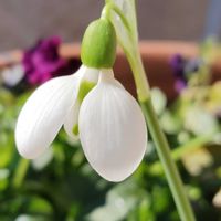 スノードロップ,スノードロップ,スノードロップ,ウィンティ・ピーチ,梅(うめ)の画像