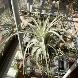 チランジア,エアプランツの画像