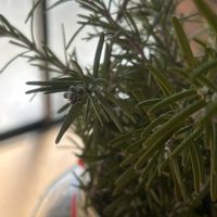 ローズマリー,ハーブ,植物のある暮らし,ハーブガーデン,ナチュラルな庭づくりの画像