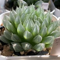 ハオルチア,多肉植物,ハオルチア属,多肉植物のある暮らし,多肉植物初心者の画像