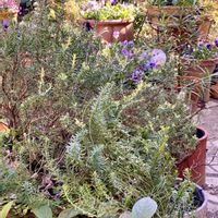 ローズマリー,ローズマリー,ローズマリー,ローズマリー,ローズマリーの画像