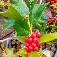 ヒイラギ,ヒイラギナンテン,柊（ひいらぎ）,アマミヒイラギモチ,セイヨウヒイラギナンテンの画像