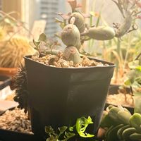 七宝樹,セネシオ 七宝樹,脱走子株の画像