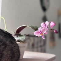胡蝶蘭,胡蝶蘭,ファレノプシス シレリアナ,洋ラン,着生蘭の画像