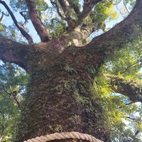 クスノキ,クスノキの画像