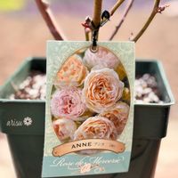 バラ,バラ　アンヌ,バラ　アンヌ,河本ローズ,お迎えの画像