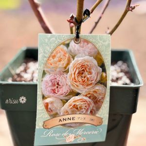 バラ,バラ　アンヌ,バラ　アンヌ,河本ローズ,お迎えの画像