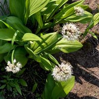 ギョゥジャニンニク,ギョゥジャニンニク,ユリ科,家庭菜園の画像