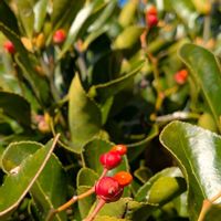 マサキ,雑草,山野草,野草,花木の画像
