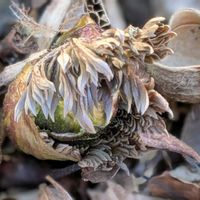 フクジュソウ,福寿草,アリさん,モフモフ,スプリングエフェメラルの画像