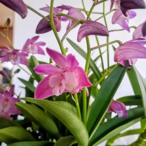 キンギアナム,キッチン,小さな庭の画像