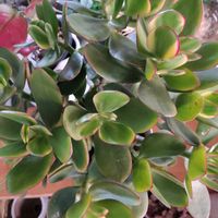 金のなる木の画像