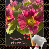 プリムラオブコニカ,プリムラオブコニカ,マゼンタ色の花,皆様に感謝,皆様にありがとう♡の画像