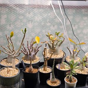 アデニウム,塊根植物,珍奇植物,冬越し,植物大好きの画像