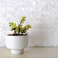 雅楽の舞,多肉女子,新潟県,ヤギの庭作りの画像