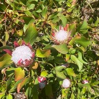 カワミドリ,フランネルフラワー,キングプロテア,アエオニウム　属,孫の修学旅行の画像