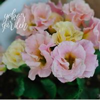 プリムラ,プリムラ　ジュリアン,ガーデニング,マイガーデン,花のある暮らしの画像