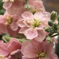 クリスマスローズ,ストックの画像