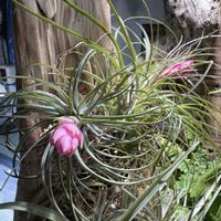 エアプランツ,流木,流木着生,エアプランツ 花の画像