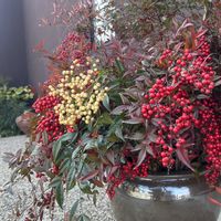 ナンテン,南天,ランチタイム☆,懐かしい,花柄のカップの画像