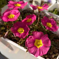 オキザリス,Oxalis obtusa,Oxalis obtusa Ruby,Oxalis obtusa Ruby,Oxalis obtusa Hua Feiの画像