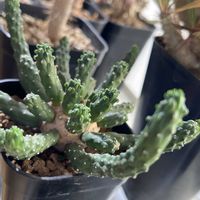 ユーフォルビア ゴルゴニス,ユーフォルビア・ガムケンシス,ユーフォルビア イルミネス,ユーフォルビア,室内の画像