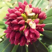 ジンチョウゲ,庭の画像