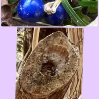 アジサイ,リュウノヒゲ,いつもありがとう♡,GSのみなさんに感謝♡,青い花マニアの画像