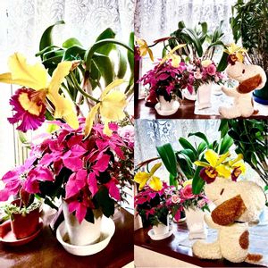 カトレア,プリンセチア,フラワーアレンジメント,咲いてくれてありがとう❤,被災地にエールを…。の画像