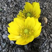 フクジュソウ,庭の画像