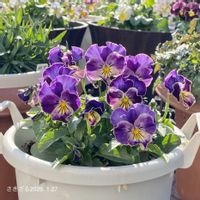 ビオラ,ビオラ,ビオラリオラ,ガーデニング初心者,花工房すながの画像