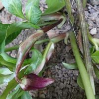 クリスマスローズ,チューリップ,チューリップ,クリスマスロ－ズ,チームGS♡の画像