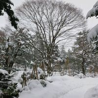 ケヤキ,兼六園,兼六園の植物の画像