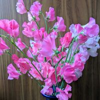 スイトピー,切り花を楽しむ,可愛いお花達,世界に平和を,いつもありがとう(^-^)の画像