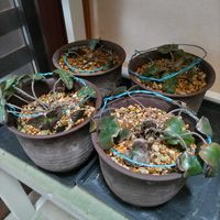 雪割草,自宅園芸,地道投稿,楽は禁物,朝から排雪作業の画像