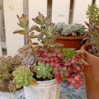 カリシア,多肉植物の画像