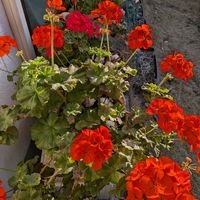 ゼラニウム,スヌーピー大好き❣️,天草市,家庭園芸,季節の花便りの画像